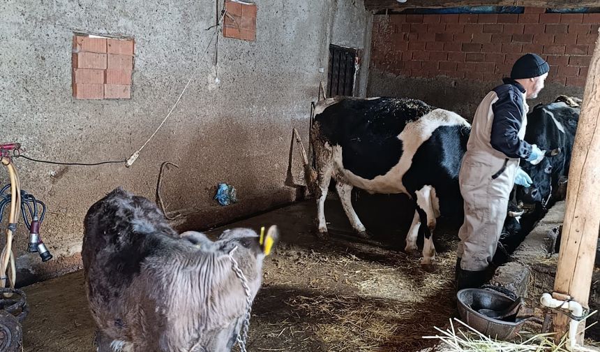 Kütahya Gediz’de buzağı kimliklendirme çalışması yapıldı