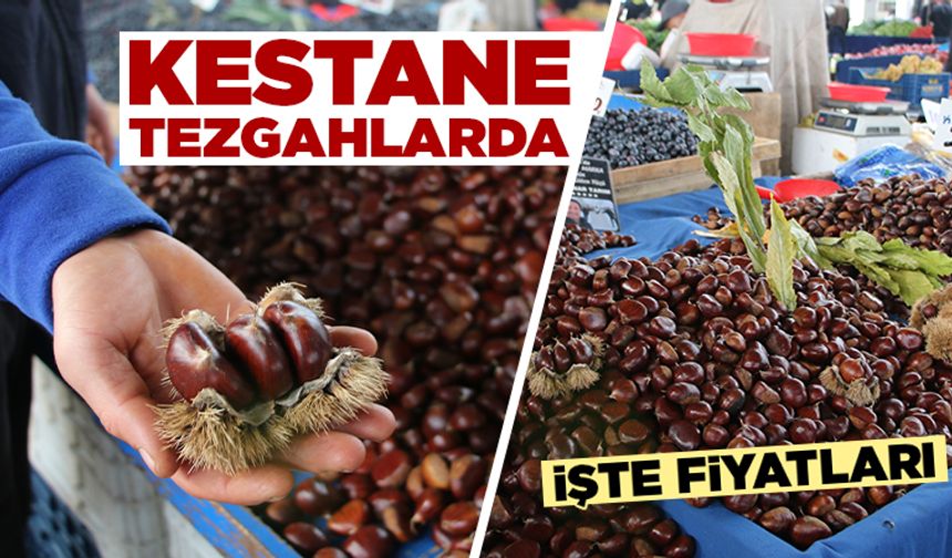 Kütahya’da vatandaşların kestaneye ilgisi arttı
