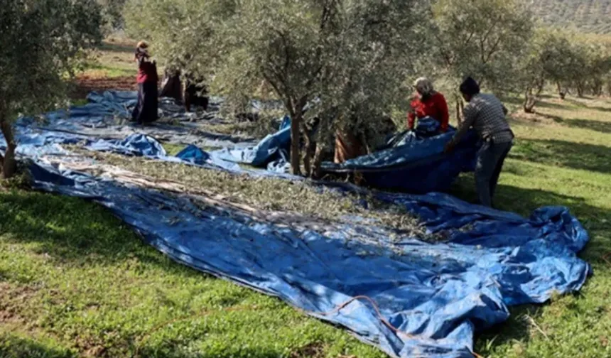 Muhtarın iş fikri tüm köyün geçim kaynağı oldu