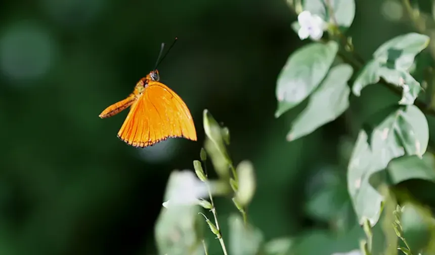 Şeb -i Arus için tropikal kelebek bahçesi hazır