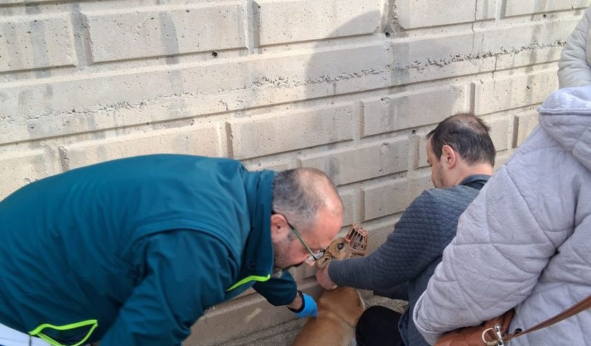 Tavşanlı’da kedi ve köpeklere mikroçip ve kuduz aşısı