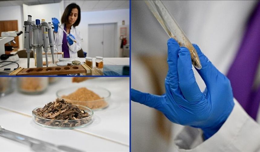 Çocuklarda propolisin etkileri araştırıldı