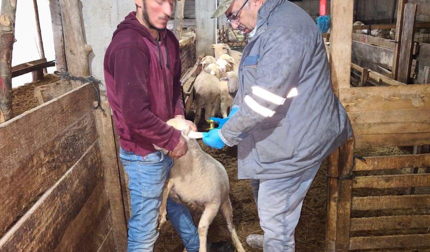 Kütahya Emet’te kuzu kimliklendirme çalışması yapıldı