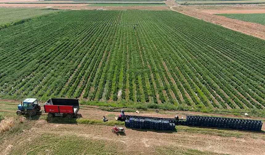 Kütahya’daki çiftçi ve tarım alanı sayısı açıklandı