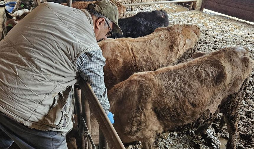 Kütahya Emet’te büyükbaş hayvanlara şap aşılama çalışması