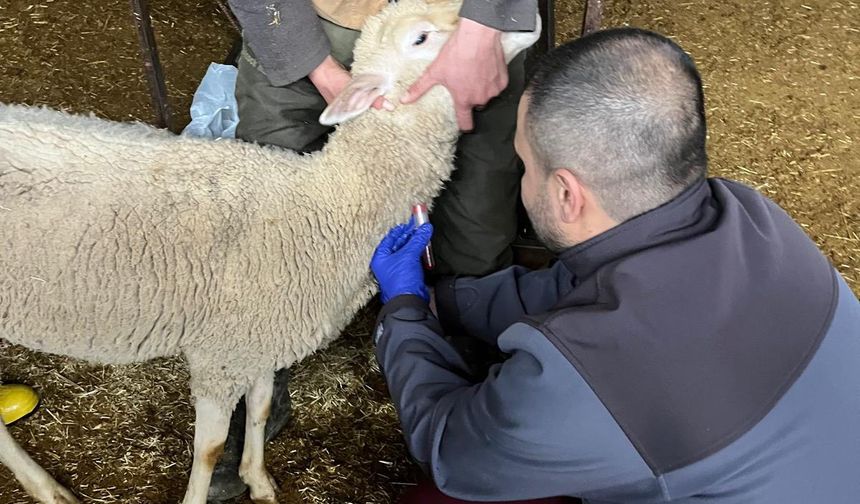 Kütahya Pazarlar’da şap Sero-Surveyans numune çalışması