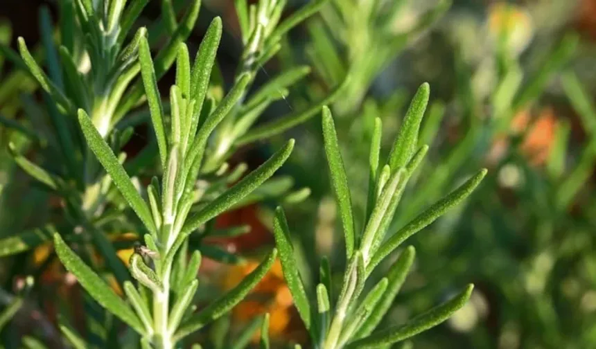 Biberiye kokusu hafızayı güçlendiriyor