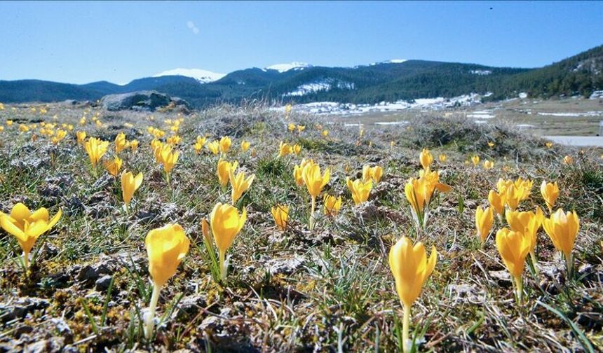 Bolu’da baharın müjdecisi çiğdemler açtı