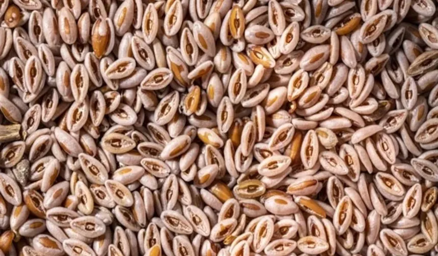 Doğal ozempic etkisi karnıyarık otu rehberi