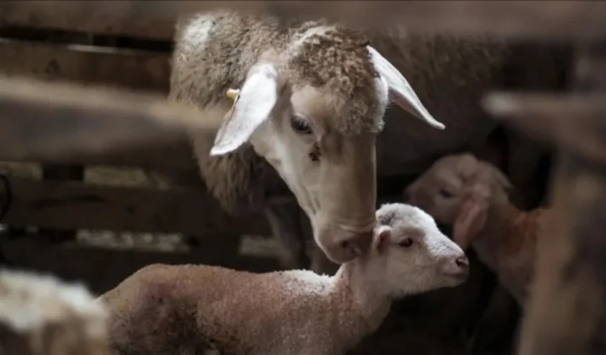 Küçükbaş hayvancılık destek başvuruları başlıyor