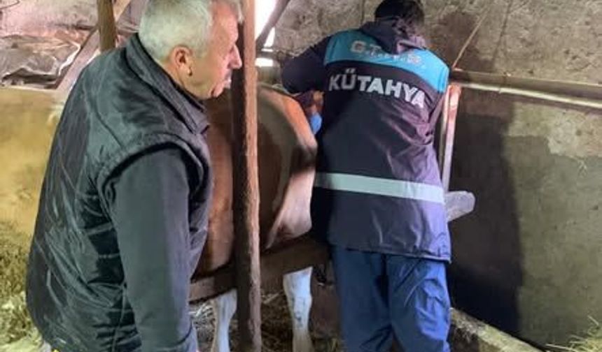 Kütahya Domaniç Kırık Köyünde hayvanlara şap ve brucella aşısı yapıldı