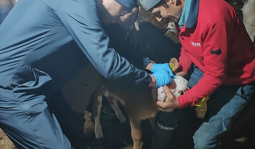 Kütahya Şaphane’de hayvanlara aşılama çalışması yapıldı