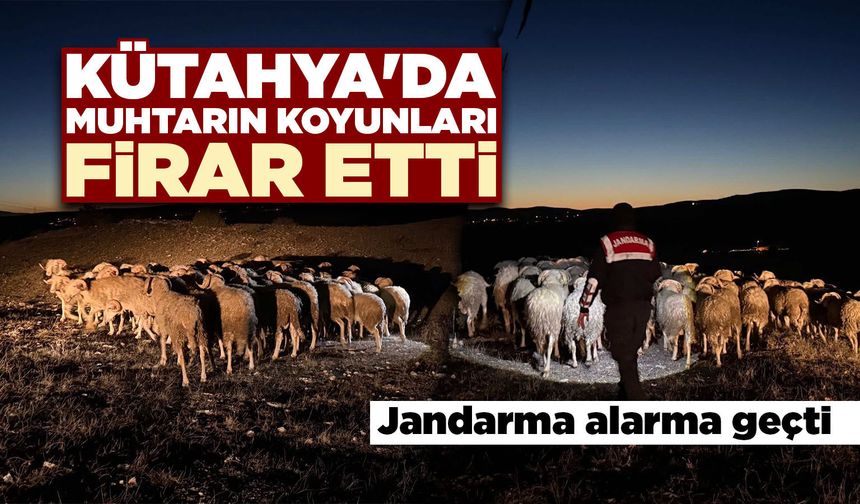Kütahya'da muhtarın koyunları firarda