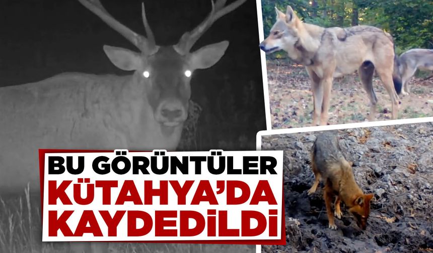 Kütahya’nın yaban hayatı kameralarda