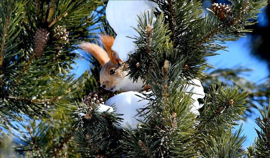 Sarıkamış’ta yaban hayvanları görüntülendi