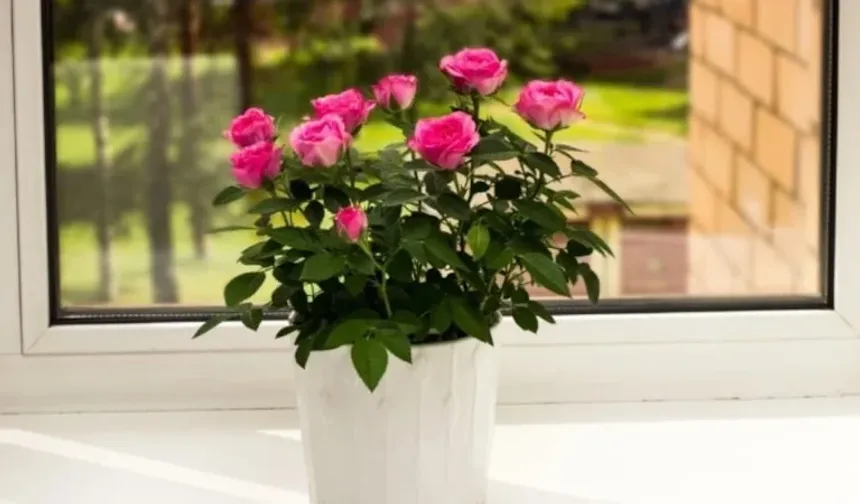 Vazoda gül bakımıyla çiçekler haftalarca taze kalıyor