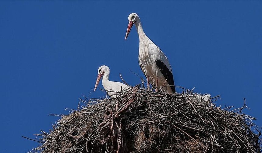 Yaren Leylek eşi Nazlı’ya kavuştu