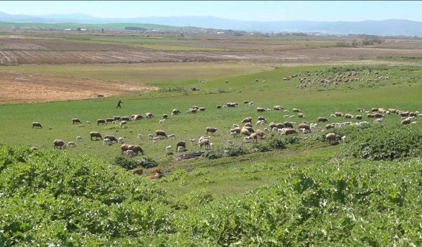 Balıkesirli iki kardeş, memlekete dönüp koyunculuğu sürdürüyor