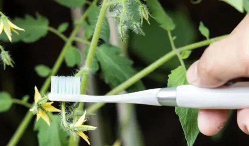 Domateste diş fırçası yöntemi verimi artırıyor