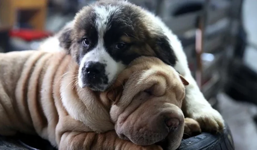 Köpekler yatmadan önce neden dönerler?