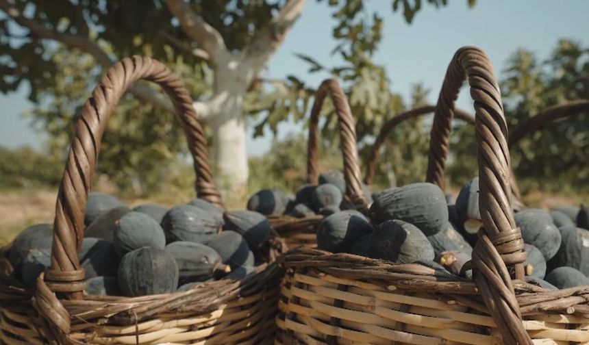 Kuru meyve ihracatı ilk çeyrekte 404 milyon doları aştı