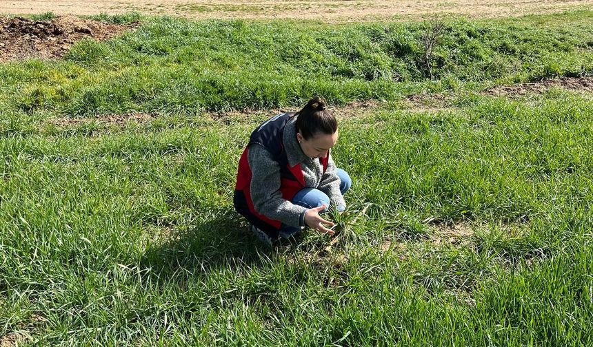 Kütahya Altıntaş’ta hububatlarda fenolojik gözlem