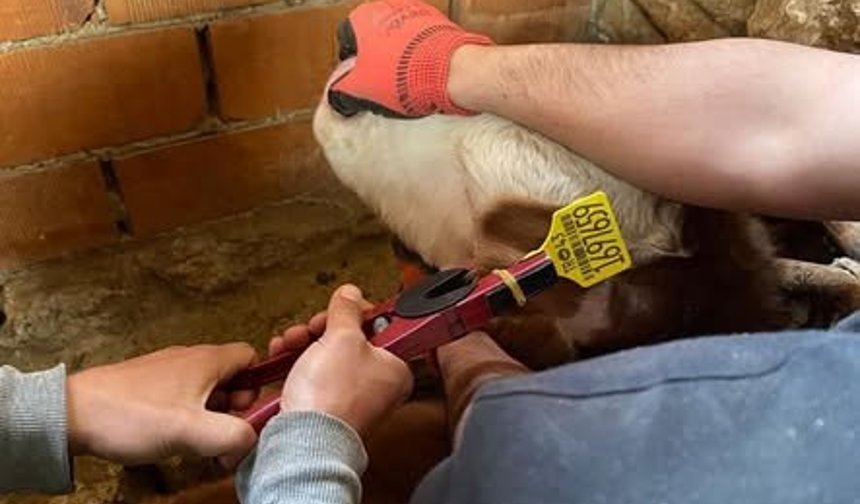 Kütahya Çavdarhisar’da büyükbaş hayvanlara aşılama çalışması