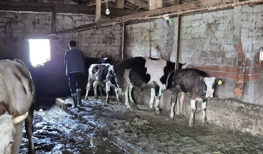 Kütahya Domaniç’te büyükbaşlara aşılama seferberliği