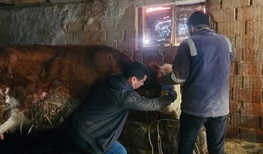 Kütahya Emet’te aşılama ve küpeleme çalışması gerçekleştirildi