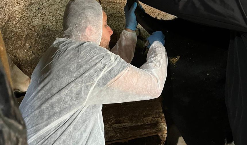 Kütahya Gediz’de şap hastalığı için numune alındı