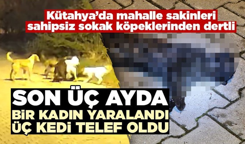 Kütahya’da bir mahalle, sahipsiz sokak köpeklerinden dertli