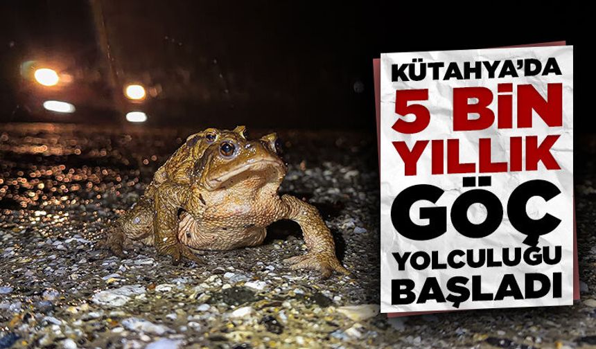 Kütahya’da kurbağaların binlerce yıllık göç yolculuğu başladı