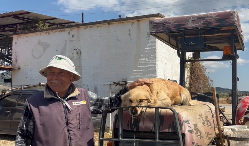 Manisa’da köpek “Betty”, Abdullah dedenin yoldaşı oldu