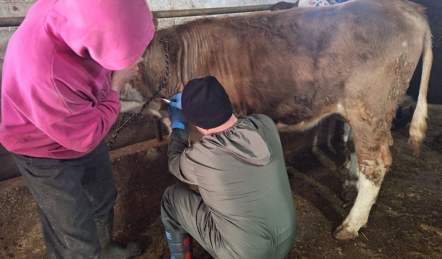 Tavşanlı’da şap hastalıklarına saha çalışmaları yapıldı