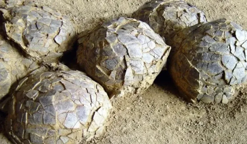 72 milyon yıllık tarihi keşif! 100 adet bulundu