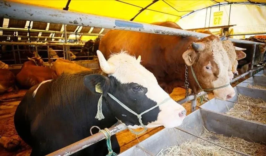 Kurban Bayramı öncesi 4 milyondan fazla hayvan denetlendi