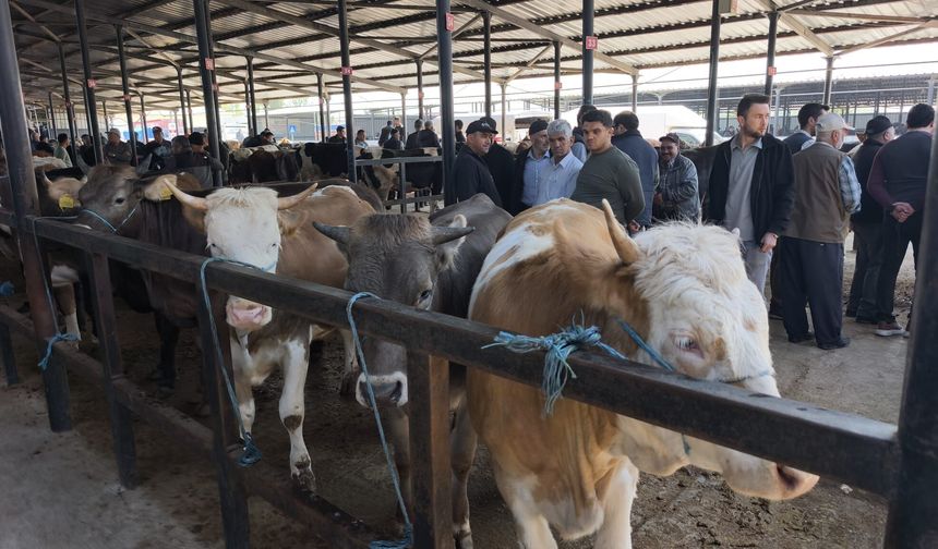 Kütahya canlı hayvan pazarında yoğunluk sürüyor