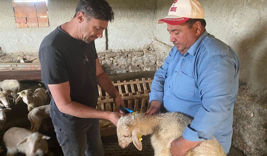 Kütahya Çavdarhisar'da küçükbaş hayvanlara aşılama