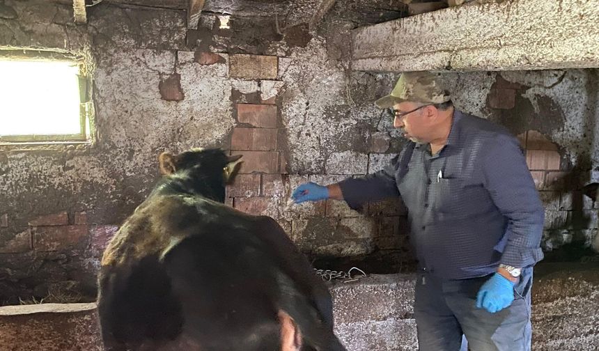 Kütahya Emet’te büyükbaş hayvanlara aşılama çalışması