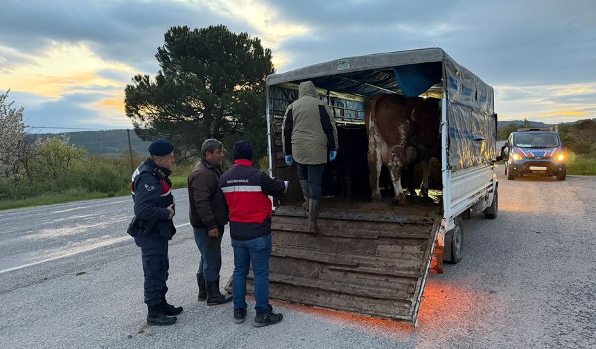 Kütahya’da Kurban Bayramı öncesi sıkı denetim
