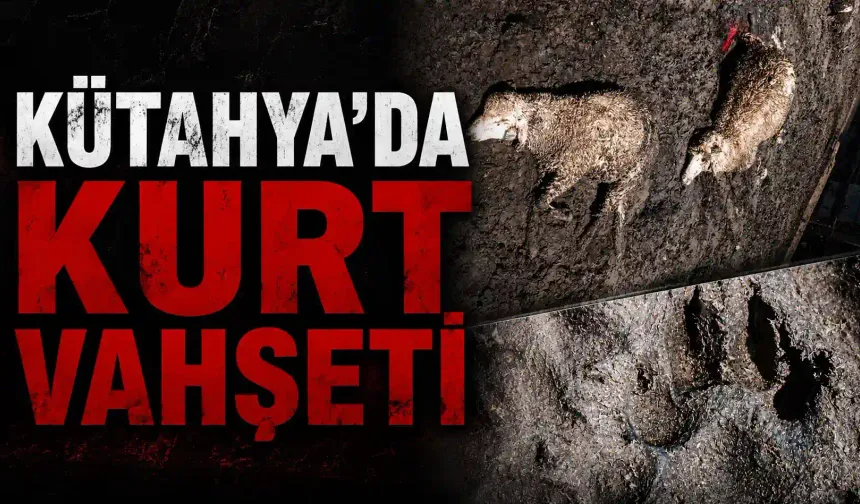 Kütahya’da kurt saldırısı, çok sayıda koyun telef oldu
