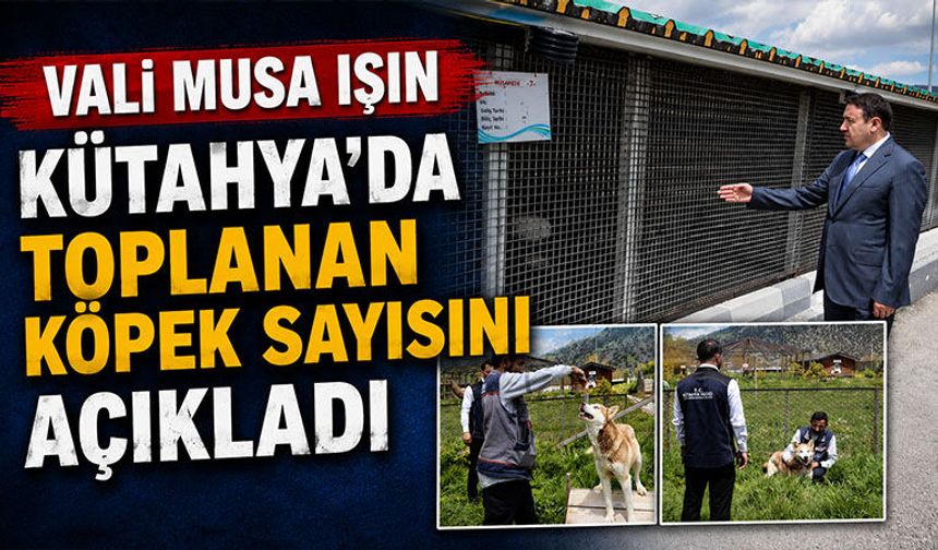 Vali Işın, Kütahya'da toplanan köpek sayısını açıkladı
