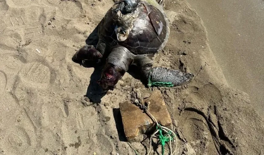İzmir'de ölü deniz kaplumbağası sahile vurdu