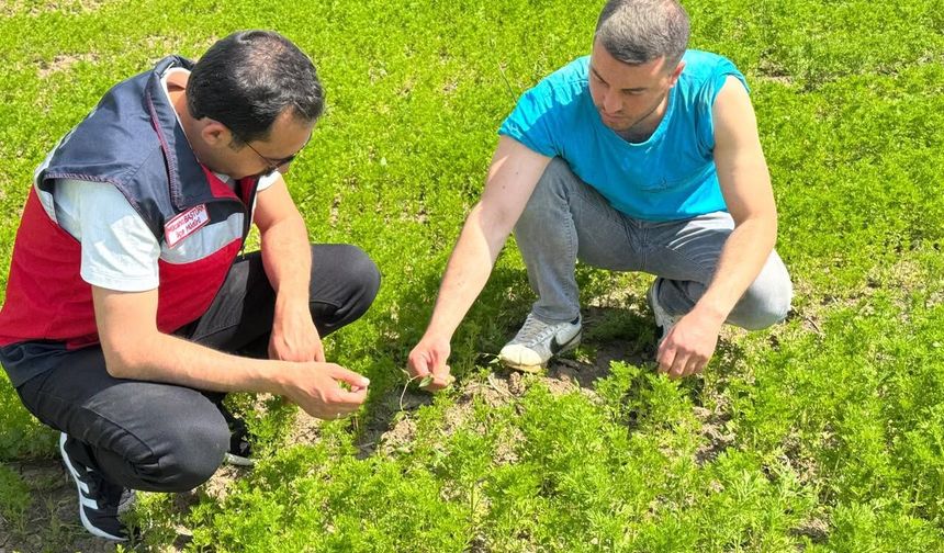 Kütahya Çavdarhisar’da çörek otu proje alanları incelendi