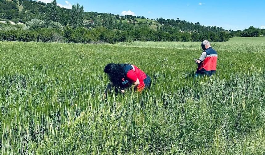 Kütahya Pazarlar'da hububat alanlarda fenolojik gözlem