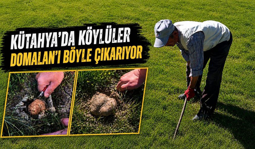 Kütahya'da domalan mantarları toprak altından çıkarılıyor