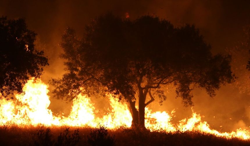 Manisa'da zeytinlik ve makilik alanda yangın çıktı