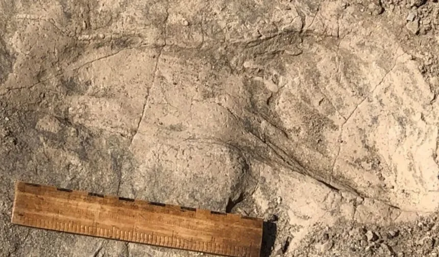 1,4 milyon yıllık ayak izleri tarihi değiştirdi