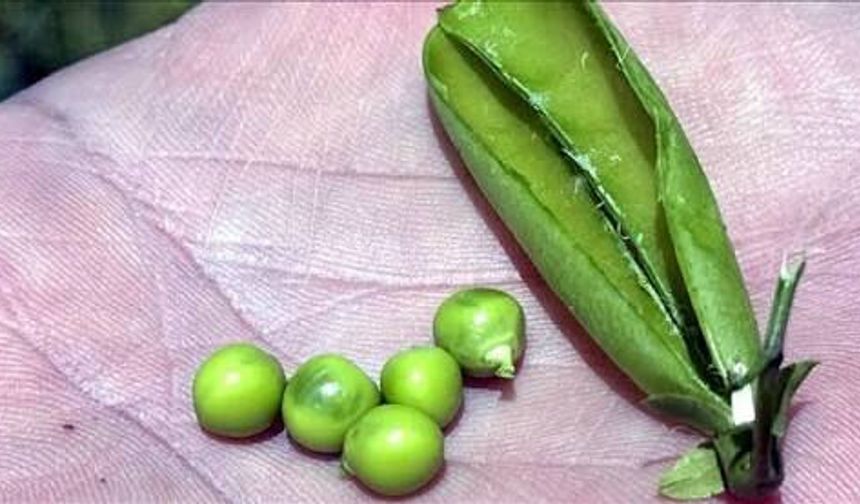 Kışlık bezelye hazırlamanın püf noktaları: Böyle saklayın