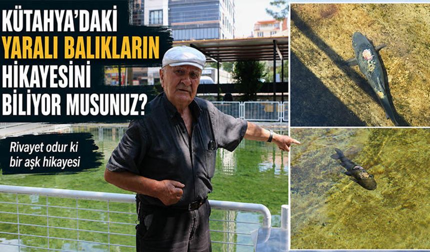 Kütahya’da yaralı ve yamuk kuyruklu balıkların hikayesi